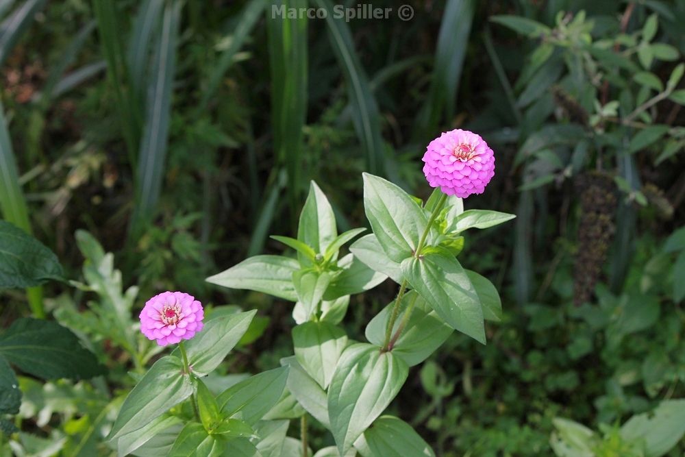 Fiore da identificare - Zinnia sp.